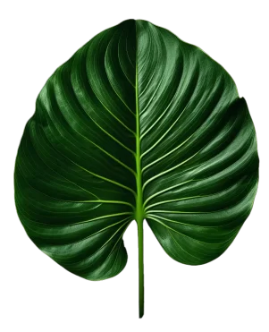 leaf5